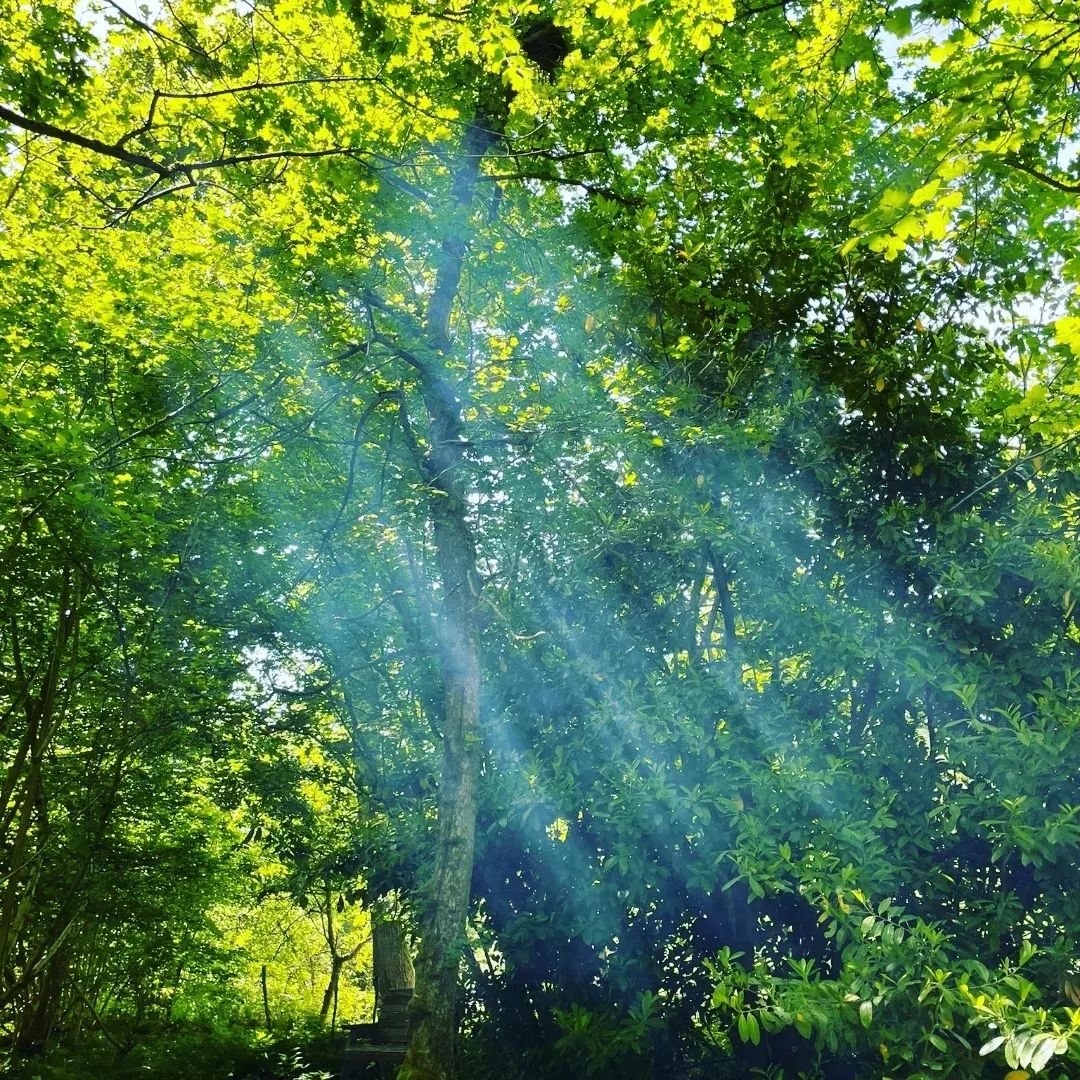 Sunlight through trees