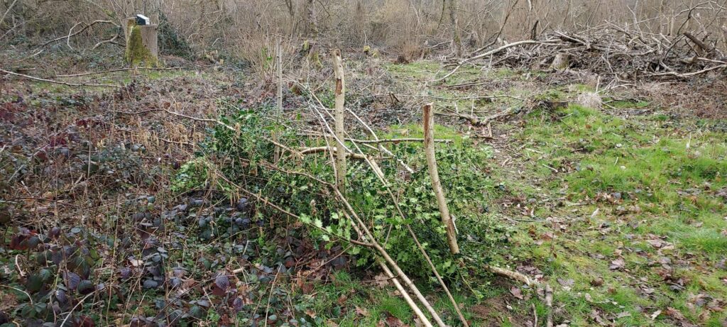 Dead wood hedge made from hazel, holly and hazel wood stakes.